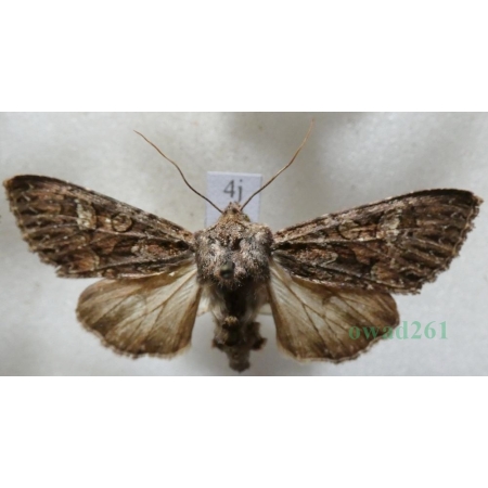 Mniotype adusta (Esper, 1790) Purpurówka ogrodnica Czech4j